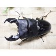画像1: 大型! スマトラヒラタ☆アチェ産 ♂95ミリA- 新成虫単品 (1)
