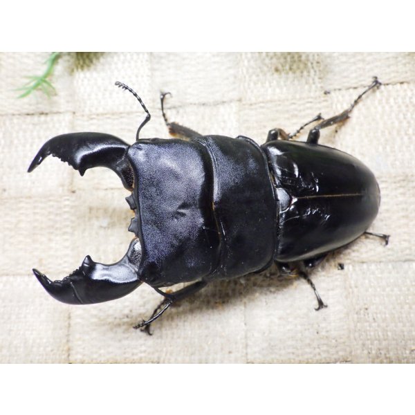 画像1: 大型! スマトラヒラタ☆アチェ産 ♂95ミリA- 新成虫単品 (1)