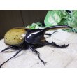 画像1: Dh.エクアトリアヌス☆♂102ミリ 新成虫単品 (1)