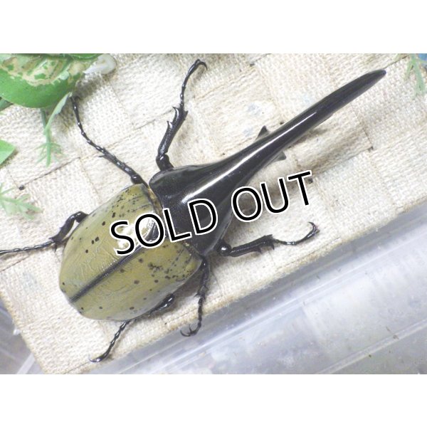 画像3: Dh.ヘラクレスオオカブト☆♂142ミリ新成虫単品 (3)