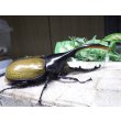 画像2: Dh.エクアトリアヌス☆♂131ミリ 新成虫単品 (2)