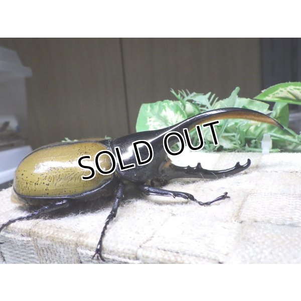 画像2: Dh.エクアトリアヌス☆♂131ミリ 新成虫単品 (2)