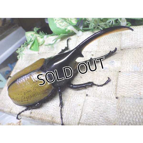 画像1: Dh.エクアトリアヌス☆♂131ミリ 新成虫単品 (1)