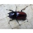 画像2: ドンキエール　ドンキエールコクワガタ（赤ドンキ）☆♂49ミリ（ブリード可能）新成虫単品 (2)