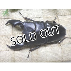 画像: 大型! スマトラヒラタ☆アチェ産 ♂100ミリ ♀53ミリB 新成虫ペア