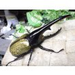 画像1: Dh.ヘラクレスオオカブト☆♂140ミリ新成虫単品 (1)