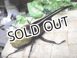 画像: Dh.ヘラクレスオオカブト☆♂140ミリ新成虫単品