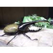 画像2: Dh.ヘラクレスオオカブト☆♂140ミリ新成虫単品 (2)