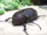 画像: Dh.ヘラクレスオオカブト(パチセラス血統)☆♀64ミリ新成虫単品 ㊱