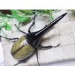 画像3: Dh.ヘラクレスオオカブト☆♂140ミリ新成虫単品 (3)