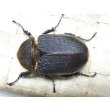 画像3: Dh.ヘラクレスオオカブト☆♀70ミリ新成虫単品　(4) (3)