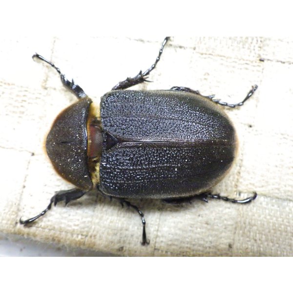 画像3: Dh.ヘラクレスオオカブト☆♀70ミリ新成虫単品　(4) (3)