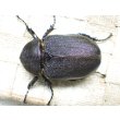 画像3: Dh.ヘラクレスオオカブト☆♀70ミリ新成虫単品　(3) (3)