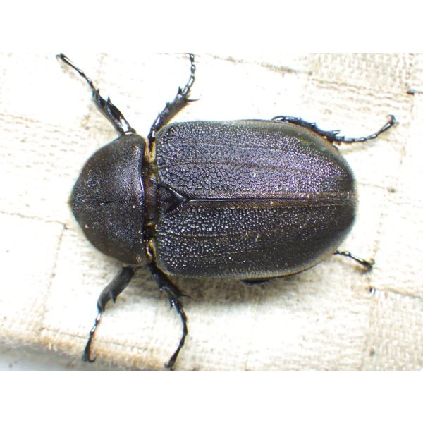画像3: Dh.ヘラクレスオオカブト☆♀70ミリ新成虫単品　(3) (3)