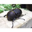 画像1: Dh.ヘラクレスオオカブト☆♀70ミリ新成虫単品　(4) (1)