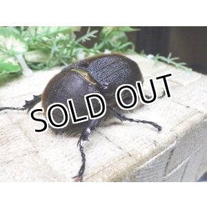 画像: Dh.ヘラクレスオオカブト☆♀70ミリ新成虫単品　(4)