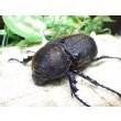 画像1: Dh.ヘラクレスオオカブト☆♀70ミリ新成虫単品　(3) (1)