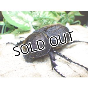 画像: Dh.ヘラクレスオオカブト☆♀70ミリ新成虫単品　(3)