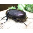 画像2: Dh.ヘラクレスオオカブト☆♀70ミリ新成虫単品　(3) (2)