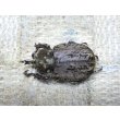 画像3: 南米コロンビア特産種！ラモサスビロードヒナカブト☆♂Sサイズ ♀フリーサイズ新成虫ペア (3)