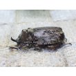 画像2: 南米コロンビア特産種！ラモサスビロードヒナカブト☆♂Sサイズ ♀フリーサイズ新成虫ペア (2)