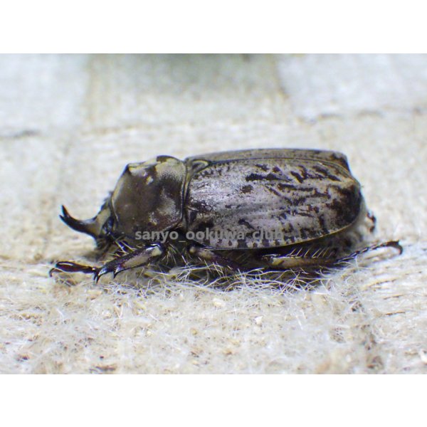 画像2: 南米コロンビア特産種！ラモサスビロードヒナカブト☆♂Sサイズ ♀フリーサイズ新成虫ペア (2)