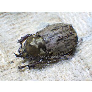 画像: 南米コロンビア特産種！ラモサスビロードヒナカブト☆♂Sサイズ ♀フリーサイズ新成虫ペア
