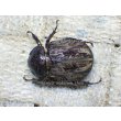 画像6: 南米コロンビア特産種！ラモサスビロードヒナカブト☆♂Sサイズ ♀フリーサイズ新成虫ペア (6)