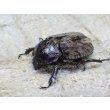 画像4: 南米コロンビア特産種！ラモサスビロードヒナカブト☆♂Sサイズ ♀フリーサイズ新成虫ペア (4)