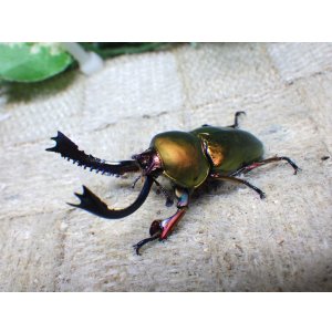 画像: 天然からのWF1  パプアキンイロクワガタ（アルファック産）☆♂44ミリ♀フリーサイズ新成虫ペア　(1)