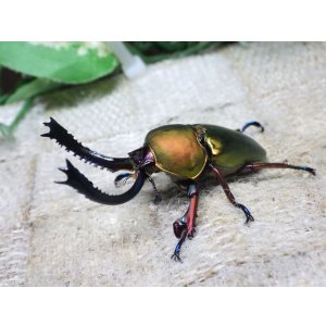 画像: 天然からのWF1  パプアキンイロクワガタ（アルファック産）☆♂44ミリ♀フリーサイズ新成虫ペア　(2)