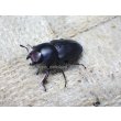 画像7: ブケファルスオオズ（フルブラックタイプ）☆♂28ミリ ♀20ミリ前後新成虫トリオ (7)