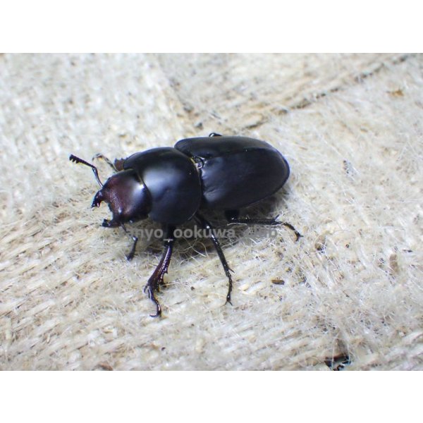 画像7: ブケファルスオオズ（フルブラックタイプ）☆♂28ミリ ♀20ミリ前後新成虫トリオ (7)
