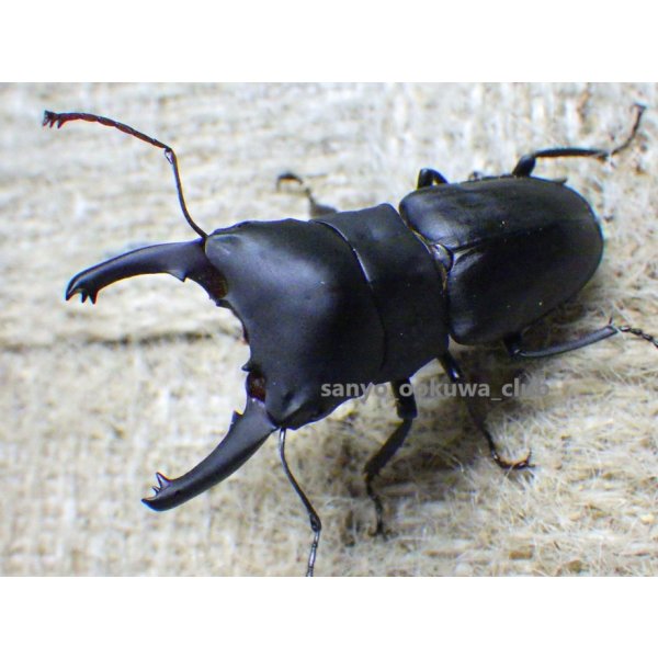 画像2: ブケファルスオオズ（フルブラックタイプ）☆♂28ミリ ♀20ミリ前後新成虫トリオ (2)