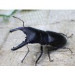 画像3: ブケファルスオオズ（フルブラックタイプ）☆♂28ミリ ♀20ミリ前後新成虫トリオ (3)