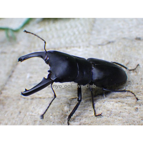 画像3: ブケファルスオオズ（フルブラックタイプ）☆♂28ミリ ♀20ミリ前後新成虫トリオ (3)