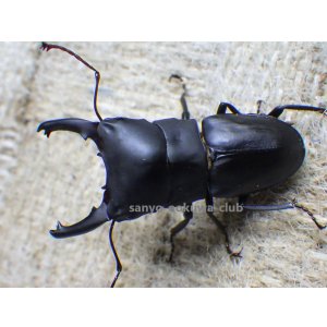 画像: ブケファルスオオズ（フルブラックタイプ）☆♂28ミリ ♀20ミリ前後新成虫トリオ