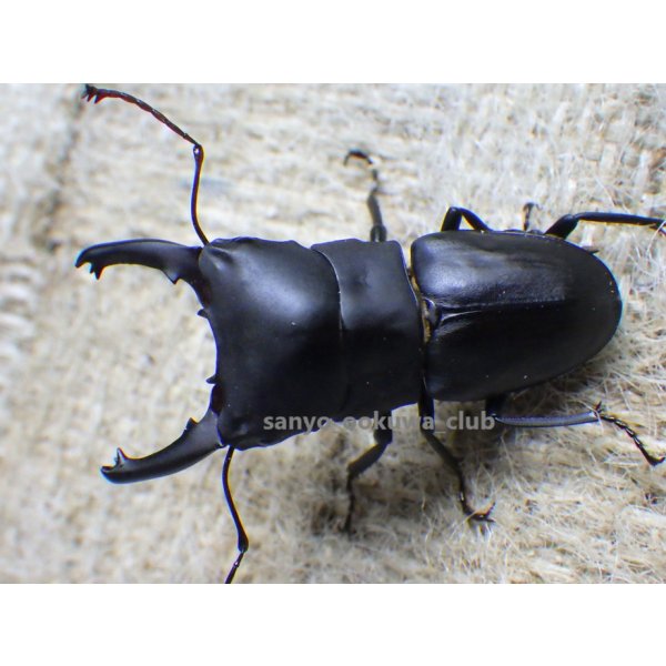 画像1: ブケファルスオオズ（フルブラックタイプ）☆♂28ミリ ♀20ミリ前後新成虫トリオ (1)
