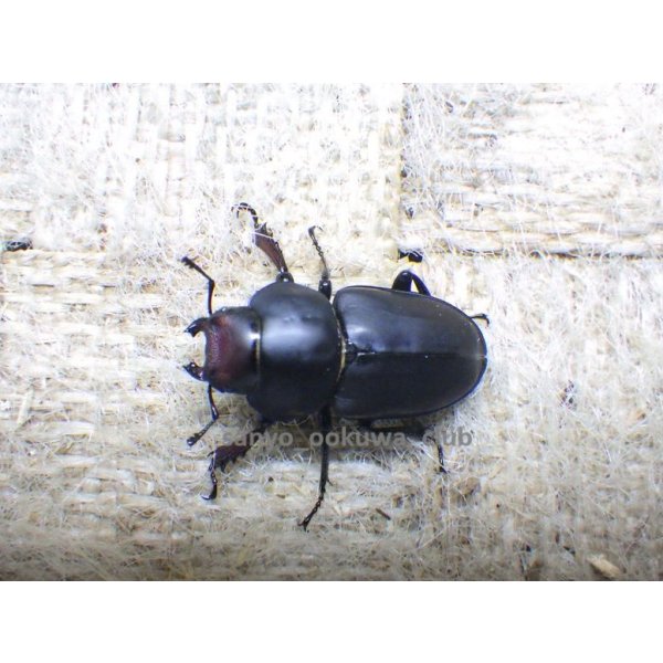 画像6: ブケファルスオオズ（フルブラックタイプ）☆♂28ミリ ♀20ミリ前後新成虫トリオ (6)
