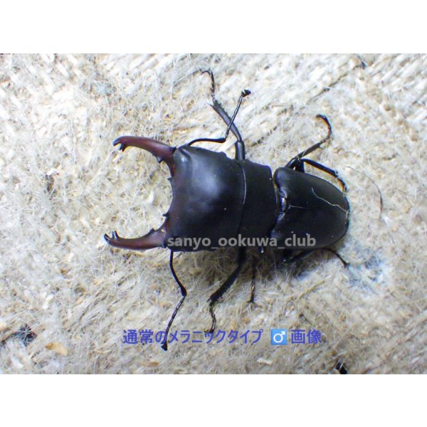 画像5: ブケファルスオオズ（フルブラックタイプ）☆♂28ミリ ♀20ミリ前後新成虫トリオ (5)