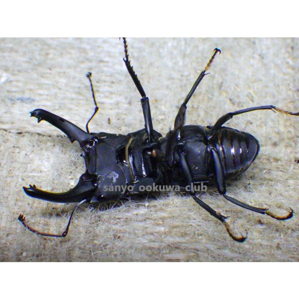画像4: ブケファルスオオズ（フルブラックタイプ）☆♂28ミリ ♀20ミリ前後新成虫トリオ (4)