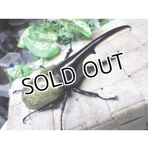 画像: Dh.ヘラクレスオオカブト☆♂124ミリ新成虫単品