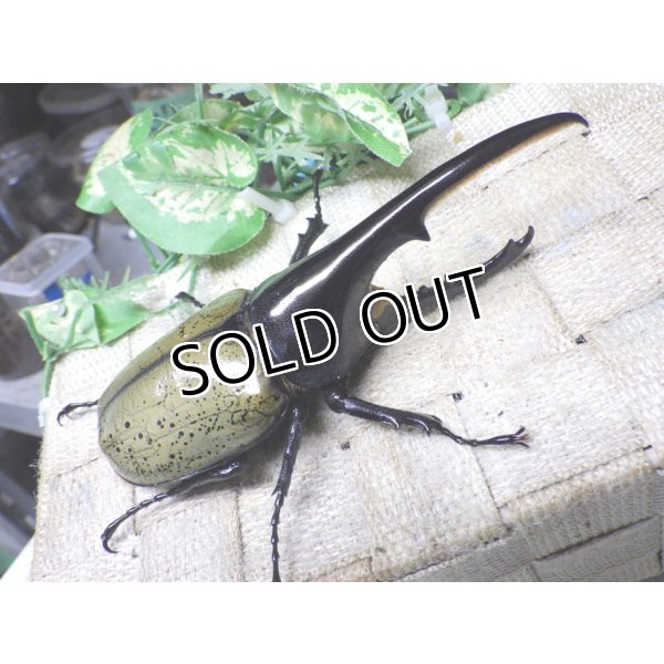 画像1: Dh.ヘラクレスオオカブト☆♂124ミリ新成虫単品 (1)