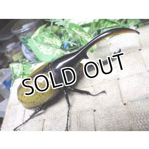 画像: Dh.エクアトリアヌス☆♂131ミリ 新成虫単品