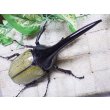 画像3: Dh.ヘラクレスオオカブト☆♂129ミリ新成虫単品 (3)