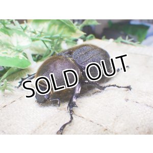 画像: Dh.ヘラクレスオオカブト（パチセラス血統）☆♀64ミリ新成虫単品　㉟