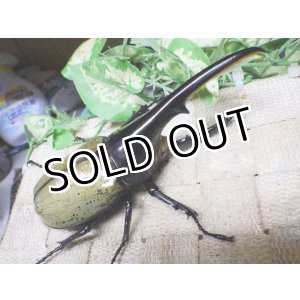 画像: Dh.ヘラクレスオオカブト☆♂129ミリ新成虫単品