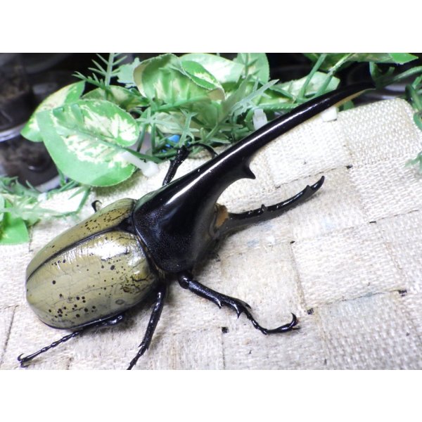 画像1: Dh.ヘラクレスオオカブト☆♂128ミリ新成虫単品 (1)