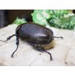 画像2: Dh.ヘラクレスオオカブト☆♀68ミリ新成虫単品 (2)