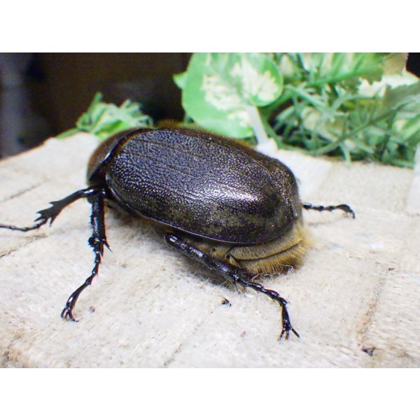 画像2: Dh.ヘラクレスオオカブト☆♀68ミリ新成虫単品 (2)